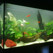 quelques plantes en aquarium