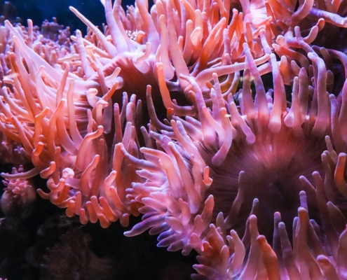 anemone, un corail mou facile