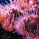 anemone, un corail mou facile