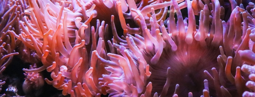 anemone, un corail mou facile