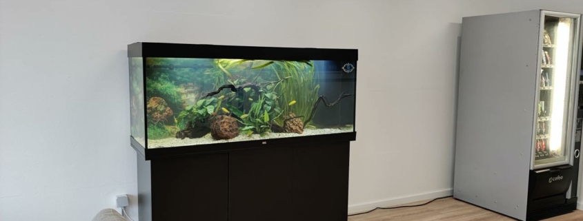 aquarium juwel en société